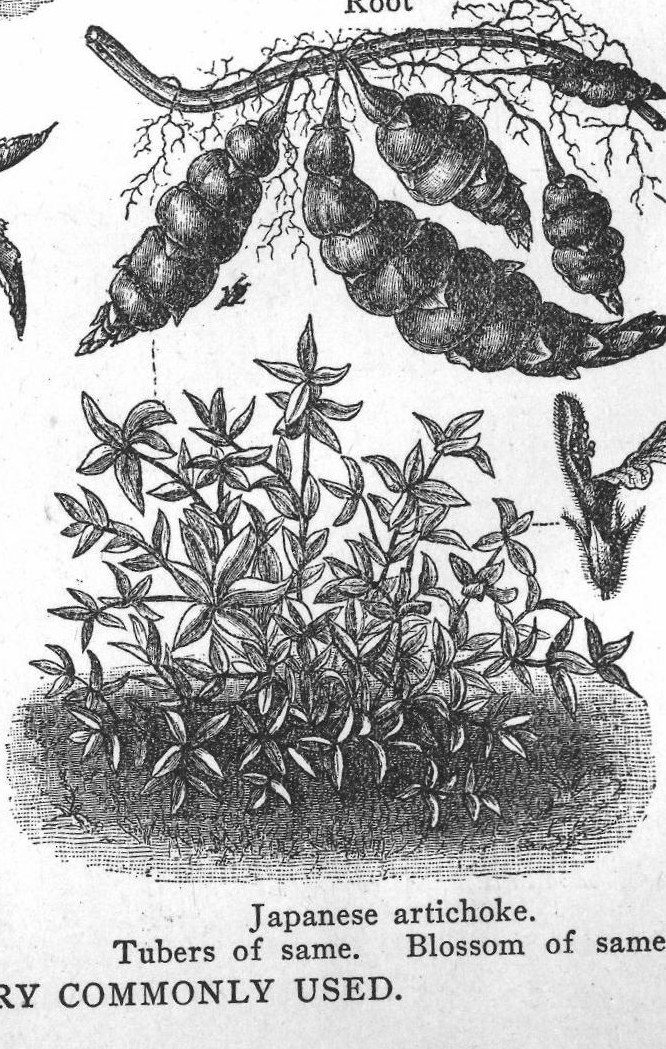 Japanese artichoke. Tubers of same. Blossom of same. Vegetables commonly used