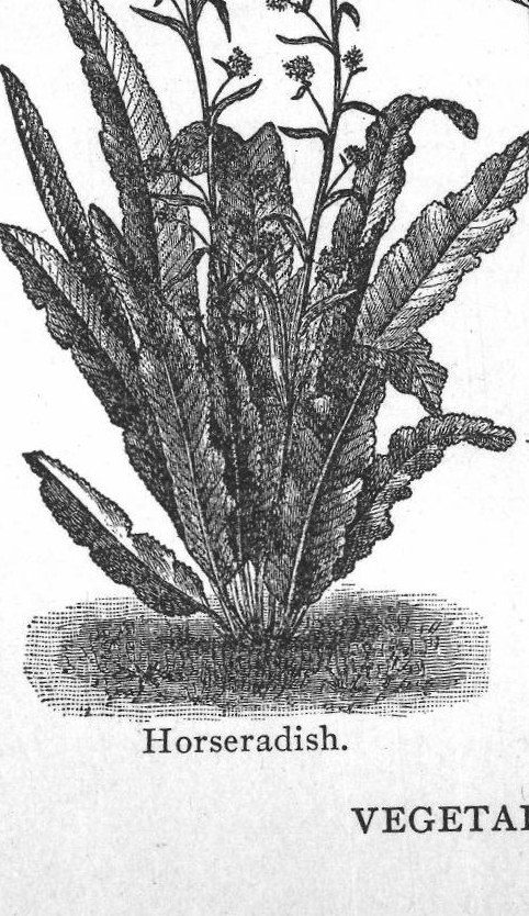 Horseradish. Vegetables