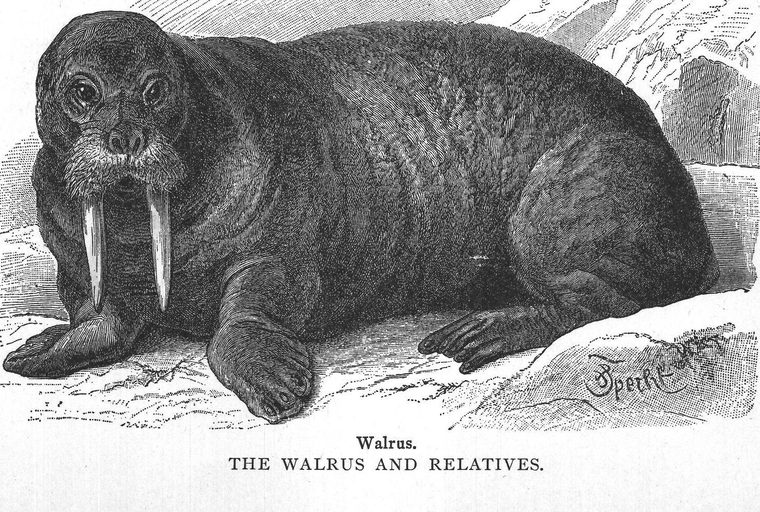 Walrus. the walrus and relatives