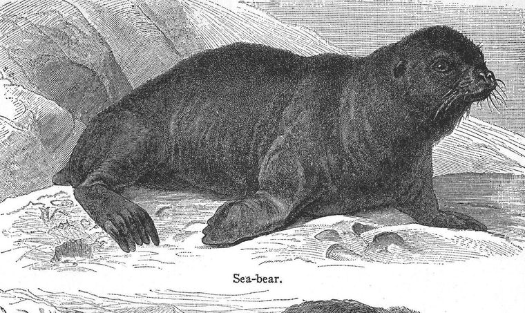 Sea-bear
