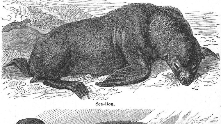 Sea-lion