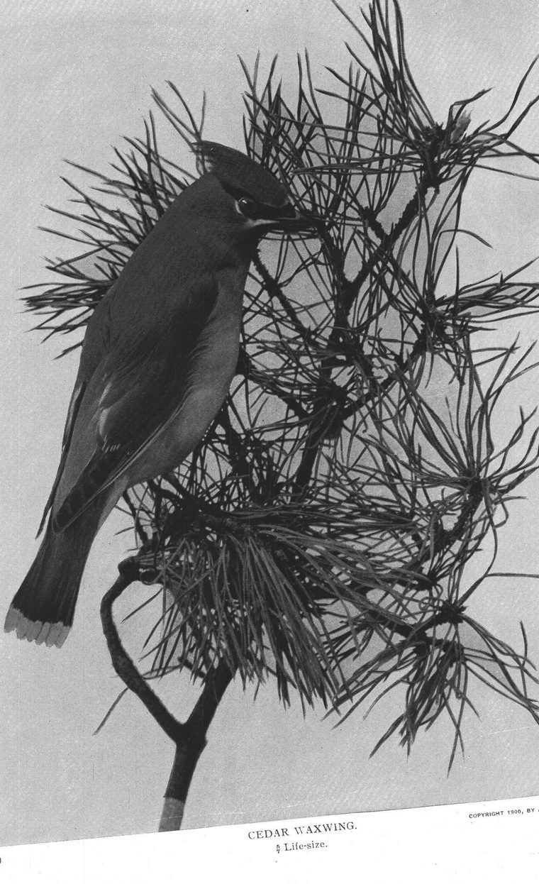 Cedar waxwing
