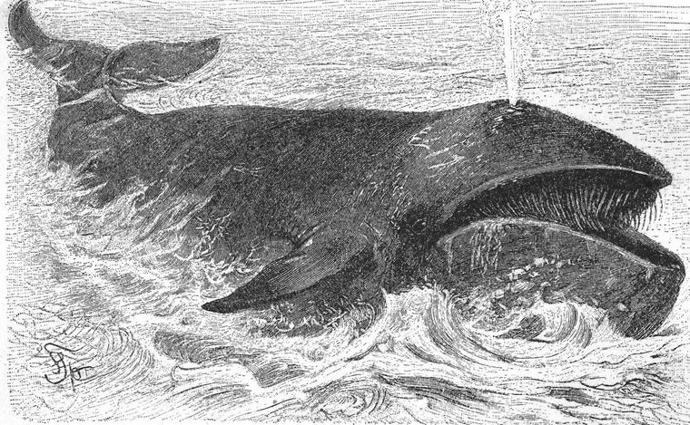 Whale