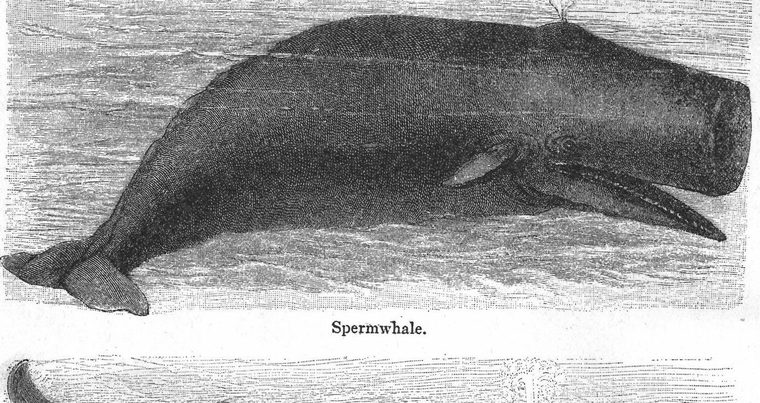 Spermwhale
