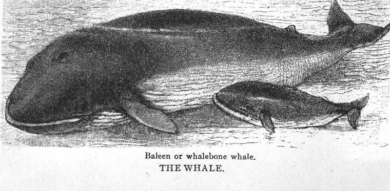 Baleen or whalebone whale. the whale