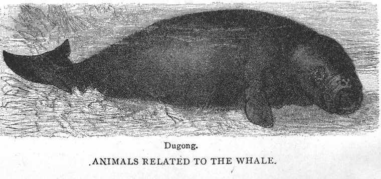 Dugong. Animals related to the whale