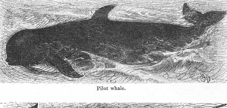 Pilot whale