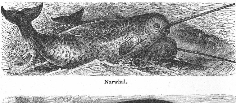 Narwhal
