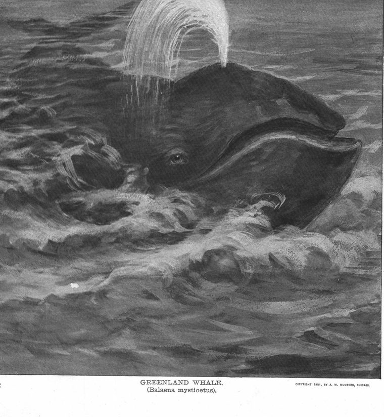 Greenland whale (Balaena mysticetus)