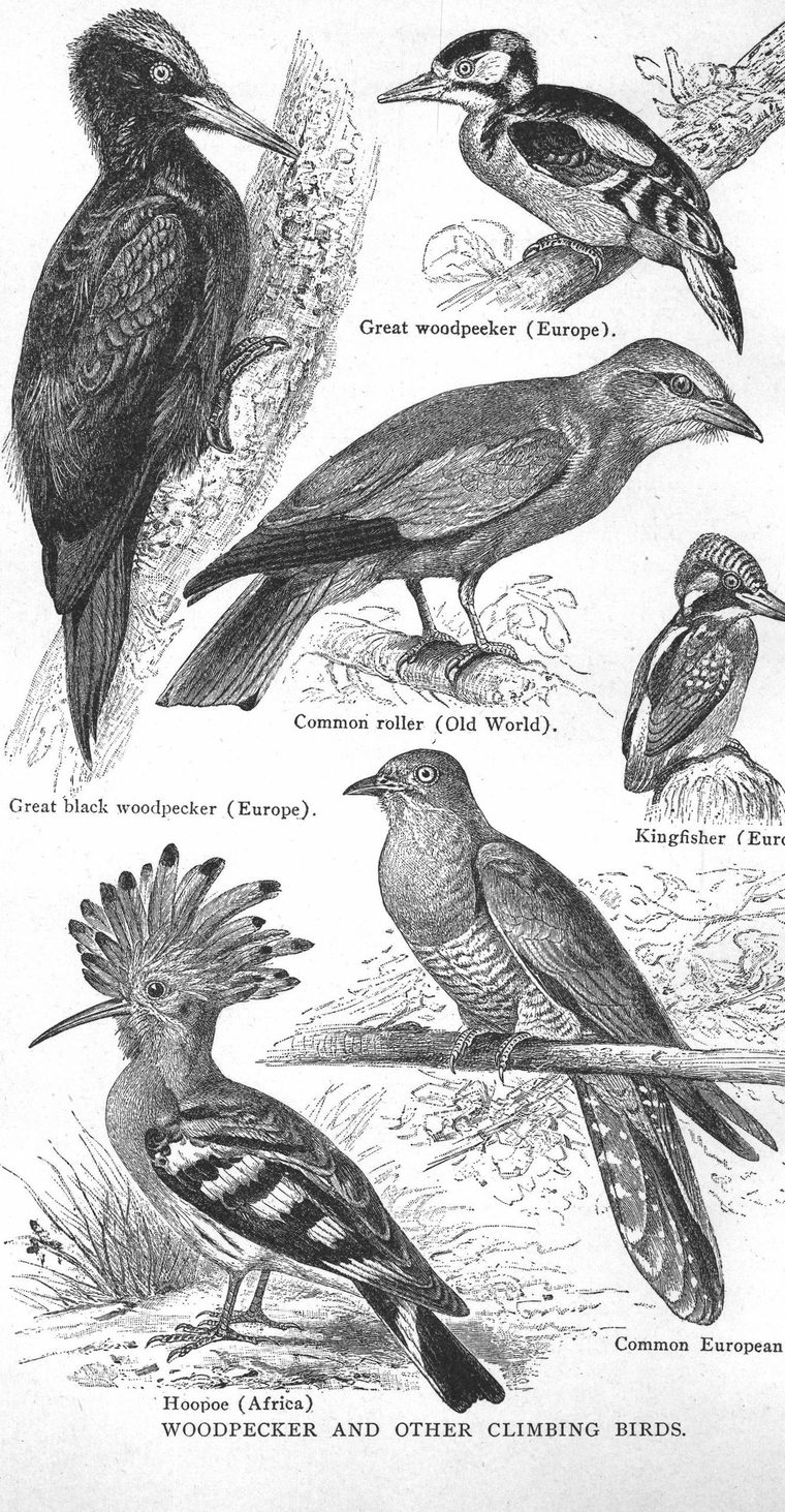 Hoopoe (Africa). Woodpecker and other climbing birds