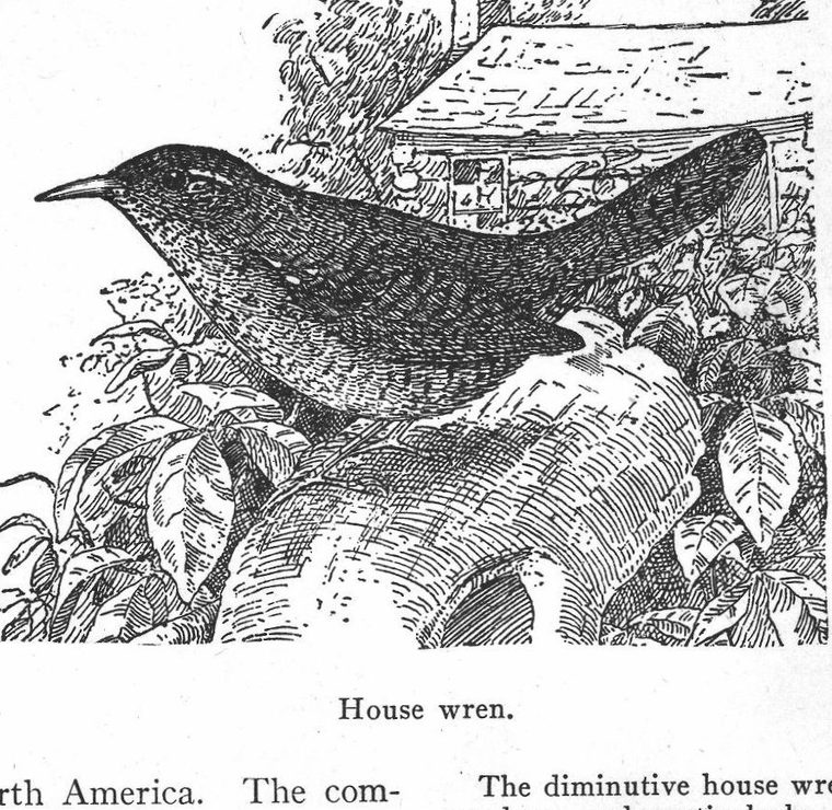 House wren